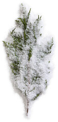 Wall Mural - Fir Branch with Snow