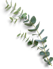 eucalyptus branch