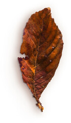 hornbeam leaf