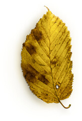 hornbeam leaf