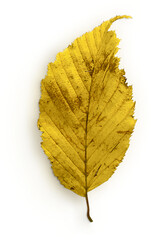 hornbeam leaf