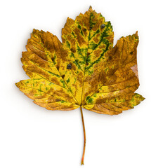 maple leaf
