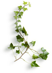 Wall Mural - Ivy Stem