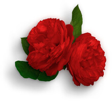 Roses Double Red