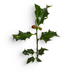 Wall Mural - Winter Holly Branch with Berry