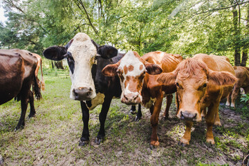 close up of a cow and calves in a green pasture with trees looking at camera. funny cow selfie.