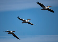 Photograph Of A American White Pelican Flying