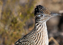 Photograph Of A Roadrunner In Arizona