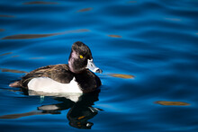 Photograph Of A Ring Necked Duck