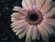 canvas print picture - pink gerber daisy