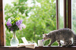 Cute cat of the Scottish straight sitting and vase with flower lilac, open book on a vintage windowsill. Still life details in home on a wooden window. Read and rest. Cozy spring concept.