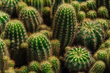 Minimal Green Cactus Houseplant On Blur Background