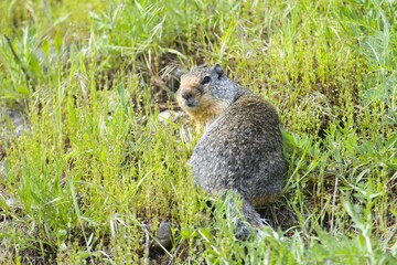 Small ground squirrel looking back.