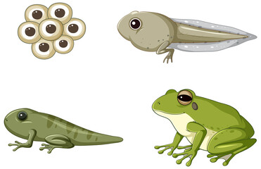 Poster - Frog life cycle diagram