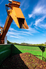 Wall Mural - Mechanized coffee harvest in the municipality of Vera Cruz, midwest region of Sao Paulo