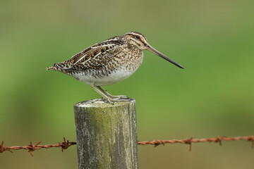 Wall Mural - a beautiful snipe, gallinago gallinago, perching on a fence post during breeding season in the moors