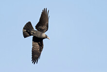 A Western Jackdaw (Coloeus Monedula) Flying With Nest Material.