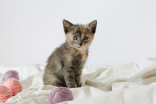 Striped Cat With Pink And Grey Balls Skeins Of Thread On White Bed. Little Curious Kitten Lying Over White Blanket Looking At Camera.