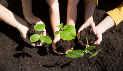 Wall Mural - Concept of Earth day, organic gardening, ecology. spend free time do favourite hobby. hands mom and kids keep seedlings in the garden on a spring day. life concept. Kid helps in the home garden. 