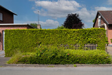 A Trimmed Green Natural Hedge With A Wooden Fence Near A Private Home.