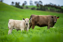 Cows In A Field, Beef Cows And Calves Grazing On Grass In Australia.