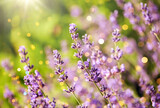 Fototapeta Na drzwi - gardening, botany and flora concept - beautiful lavender flowers blooming in summer garden