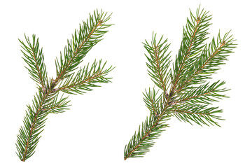 Wall Mural - Spruce branch isolated on white background