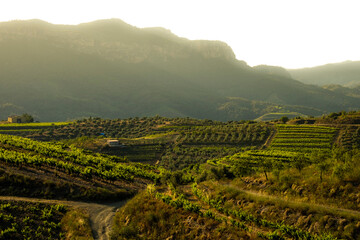 landscape of vineyards in the Priorat wine region in Tarragona in Spain