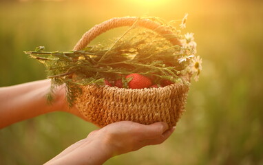 Women's hands with a basket of strawberries and a bouquet of daisies