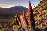 Fototapeta  - Tajinastes rojos floreciendo en primavera, Parque Nacional del Teide, Tenerife, Islas Canarias, Spai
