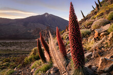 Tajinastes Rojos Floreciendo En Primavera, Parque Nacional Del Teide, Tenerife, Islas Canarias, Spai

