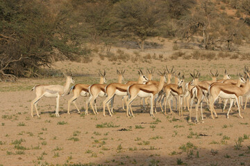 Springbok in the Kgalagadi, South Africa