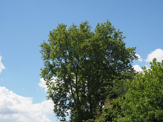 Sticker - plane tree scient. name Platanus