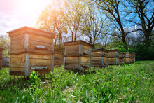 Apiary. Old Wooden Hives Stand On The Edge Of The Spring Forest. Ecologically Clean Beekeeping. Wooden Beehive And Bees.