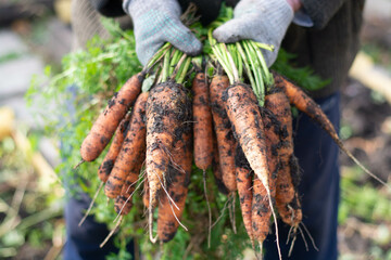 Harvesting carrots. A man's hand in gloves with bunches of carrots with tops.