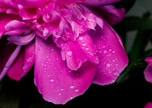 Water Drops On Pink Peony Flower