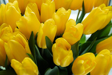 Tulips Bouquet, Fresh Flowers Yellow Green Background For Congratulations