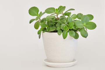 Wall Mural - Kalanchoe plant with green leaves in white ceramic pot