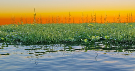 Wall Mural - sunset beautiful landscape with water and grass field flowers reflection in the water