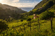 Madeira: terraces near boaventura on the north coast