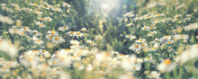 Beautiful Daisy Flower, Wild Chamomile In Meadow Lit By Sunlight, Natural Landscape