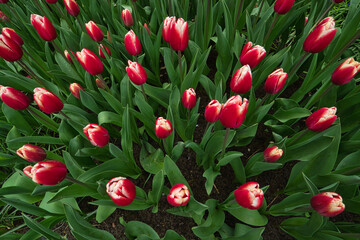 Tulpen mit rot weißen Blüten von oben fotografiert