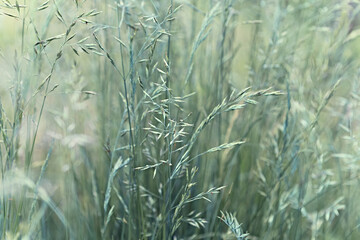 Fototapete - Silver grass in a meadow. Nature background