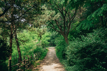 Wall Mural - Yeonhui-dong Gung-dong Park green forest road in Seoul, Korea