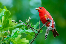 Summer Tanager Perched In A Tree (Red Bird) (Piranga Rubra)