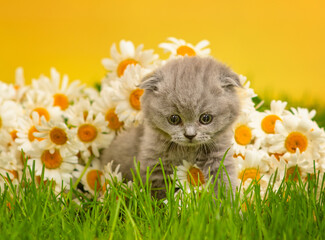 kitten sitting in a bouquet of daisies on the green grass