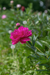Wall Mural - dark pink peony blossom (genus paeonia) in a cutting garden.