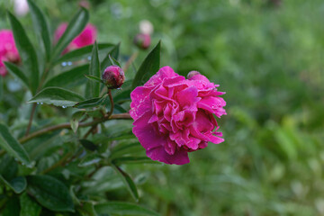 Wall Mural - dark pink peony blossom (genus paeonia) in a cutting garden.
