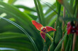 Small red cattleya orchid. Beautiful flower close-up. Orhids in bloom.