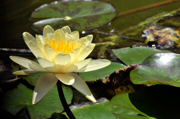 Wall Mural - Blossoming waterlily flower in pond